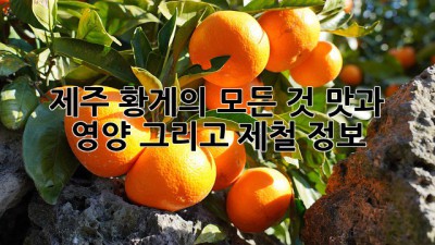 제주 황게의 모든 것: 맛과 영양, 그리고 제철 정보