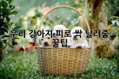 우리 강아지, 피로 싹 날려줄 꿀팁!